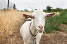 Portrait Of White House Goat On The Field . Farm Animals.