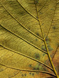 © srckomkrit - yellow autumn leaf texture