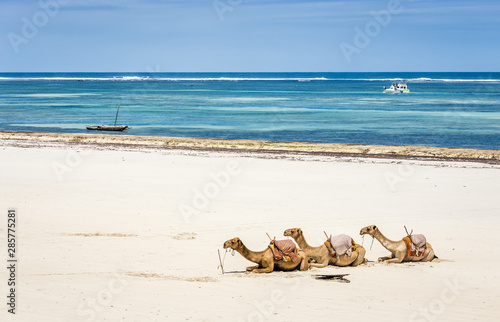 Camel and Diani beach seascape, Kenya © Maciej Czekajewski