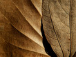 dry brown autumn leaf texture