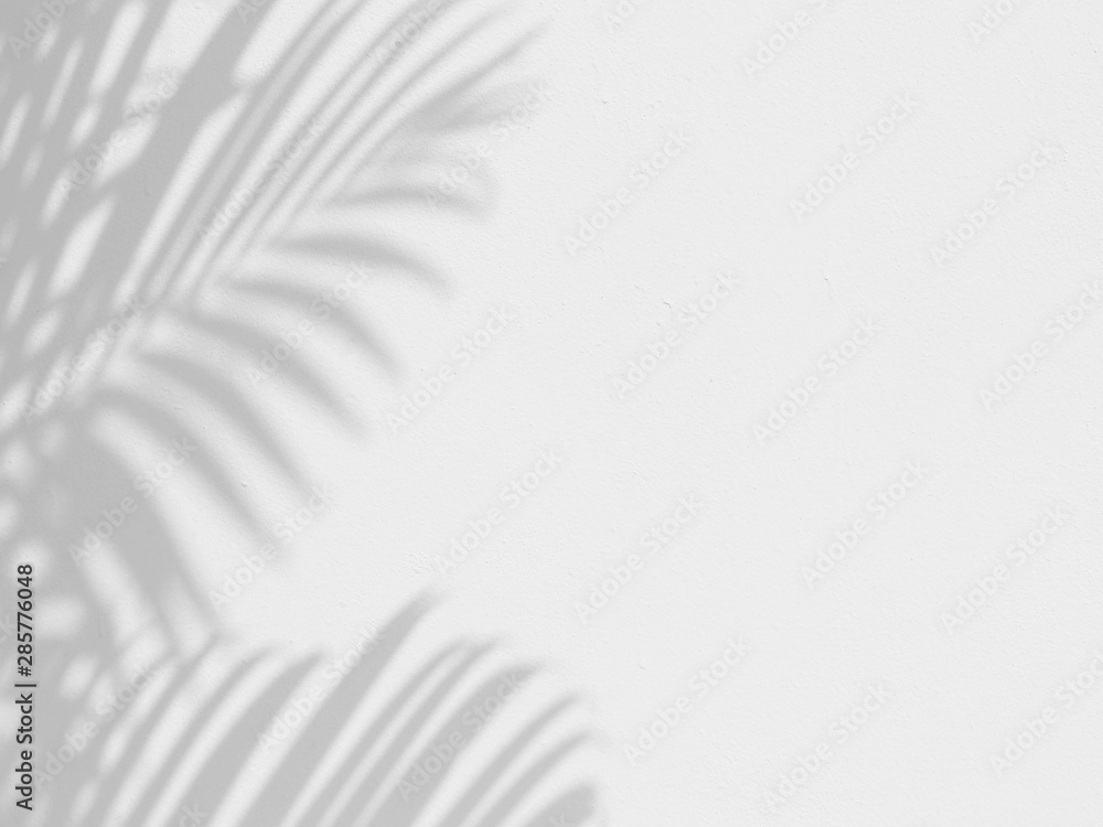 shadow of palm leaves on white wall background Stock Photo | Adobe Stock
