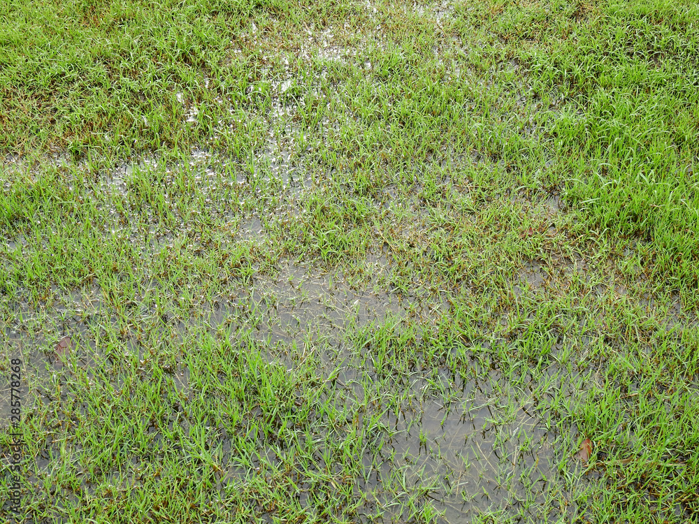 wet green grass lawn with water texture Stock Photo | Adobe Stock