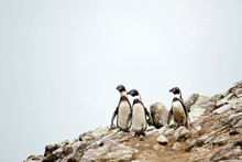 Three Humboldt Penguins (Spheniscus Humboldti) On Rocks. Ballestas Islands, Paracas, Peru
