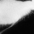 texture of hair cat black and white color