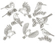 Birds collection. Tits, finches, goldfinches and kingfisher sitting on a branch. Vector illustration. Vintage engraving style.