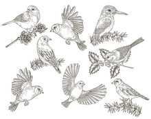 Birds Collection. Tits, Finches, Goldfinches And Kingfisher Sitting On A Branch. Vector Illustration. Vintage Engraving Style.