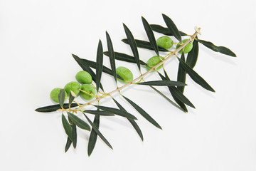 green natural fresh olives on branches with leaves