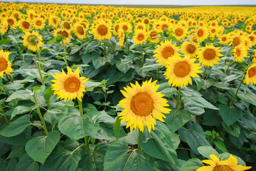 Wall Mural - Fields of full bloom sunflowers at countryside