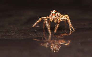 spider on black background