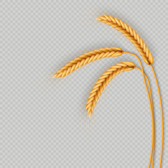 Wall Mural - Bunch of wheat ears, dried whole grains realistic illustration frame isolated on transparent background. Bakery object template. Wheat ears wreath. EPS 10