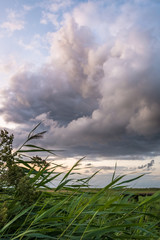 Wall Mural - beautiful cumulus cloud over the landscape of holland. tall grass in the foreground is waving in the