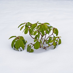 Plant surrounded by snow