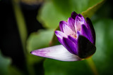 Fototapeta Tulipany - Lily Purple Lotus Flower in the Water