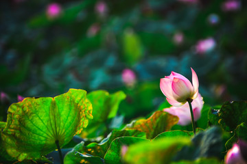 Wall Mural - Closeup Beautiful pink lotus flower in pond.