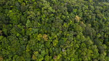 Aerial View Asian Tropical Rainforest, Forest Tree Texture And Background, Asia.