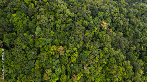 aerial-view-asian-tropical-rainforest-forest-tree-texture-and-background