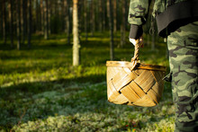 Mushroom Picker With A Basket In A Pine Forest.