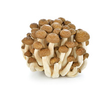 Brown Beech Mushrooms, Shimeji Mushroom, Edible Mushroom Isolated On White Background
