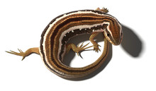 A 3d Illustration Of A Skink Lizard Standing On A White Background Curled In A Circle.