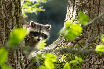 baby raccoon peeking from tree