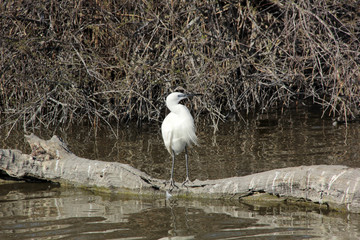 Wall Mural - une aigrette posée