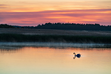 Wall Mural - Evening sunlight on coast, pink and golden clouds, swan and sky reflection on water. Beach in summer. Seaside natural environment. Shore in Laelatu, small island in Estonia. Nature Reserve in North