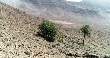 mountains clouds and two palm trees in the desert