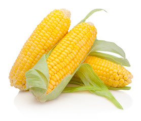 Wall Mural - Corn on cob kernels isolated on white background