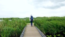 A Female Tourist With Backpack Is Walking Next To The Canals Towards The Traditionaldutch Windmills At Kinderdijk, The Netherlands