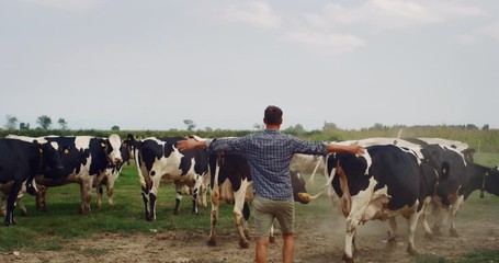 Wall Mural - Slow motion of shepherd is gathering cows used for biological milk products industry on a green lawn of a countryside farm with a sun shining.