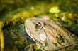 Edible frog - Green frog in its natural environment