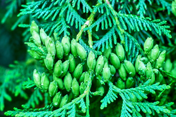 The seeds of the tree