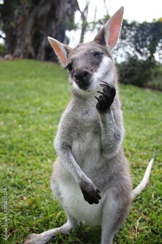 Portrait D Un Bebe Kangourou Race Pretty Face Stock Photo Adobe Stock