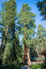 Canvas Print - Majestic ancient sequoia trees. Sequoia National Park in California