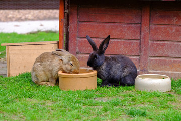 Two brown rabbits drinking water in the garden.