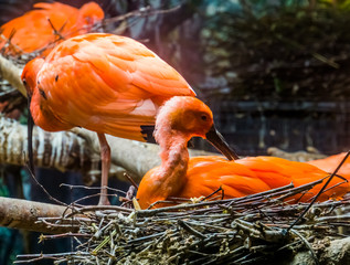 Wall Mural - closeup of a red scarlet ibis sitting in its nest and preening its feathers, tropical bird portrait during breeding season