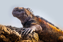 Republic Of Ecuador. Iguana Close Up. A Lizard From The Galapagos Islands. Pacific Ocean. Fauna Of The Galapagos Islands. The Nature Of Ecuador. Iguana On A Sandy Beach. The Lizard On The White Sand.