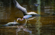 Tricolored Heron Feeding With Alligator In Background
