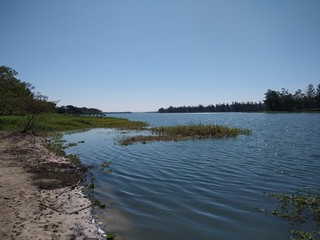 Wall Mural - lake in forest