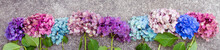 Beautiful Hydrangea Flowers In Multiple Colors Arranged In A Row As A Boarder; Bright Pink, Purple And Blue Bunches Of Flowers Set In A Line