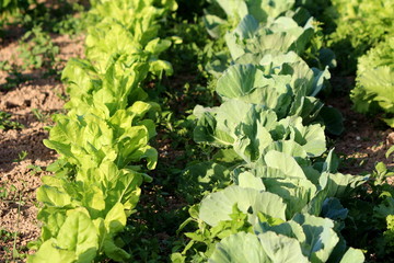 Two rows of densely planted light green Lettuce or Lactuca sativa and Cabbage or Headed cabbage leafy green annual vegetable plants planted in local urban garden on warm sunny spring day