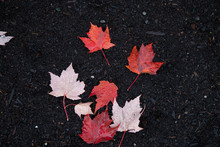 Wet Colorful Autumn Leaves Laying On The Dirt Ground