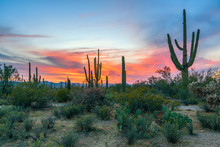 Sunset In Saguaro National Park With Saguaros In The Foreground.Arizona.USA