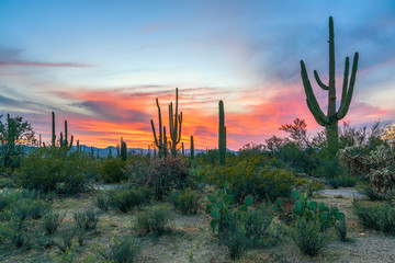 Sunset in Saguaro National Park with Saguaros in the foreground.Arizona.USA