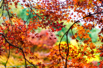 Wall Mural - colorful maple leaves full frame of branches in season change on forrest background in autumn leaves Japan