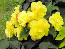 Yellow Flowers Of Begonia Close Up