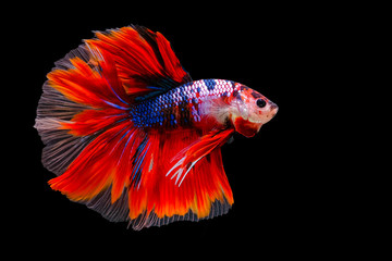 Wall Mural - Betta fish, siamese fighting fish on black background