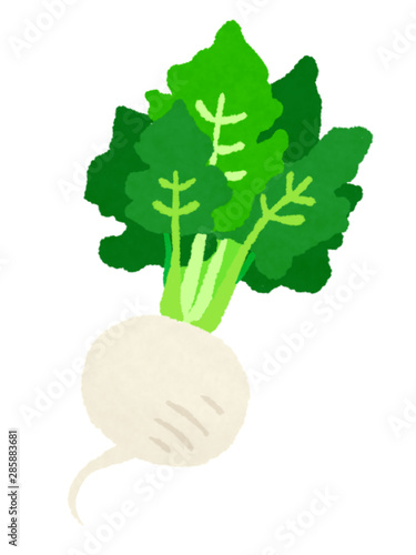 蕪 Turnip Stock イラスト Adobe Stock