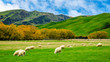 Sheep in green grass field and mountain with sky background in rural of new zealand