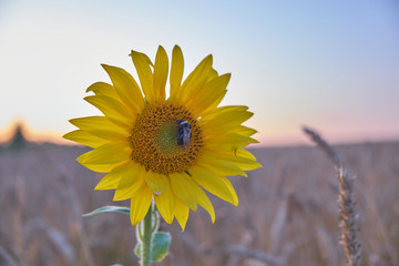 Bumblebee sitting on a lonely sunflower at sunset